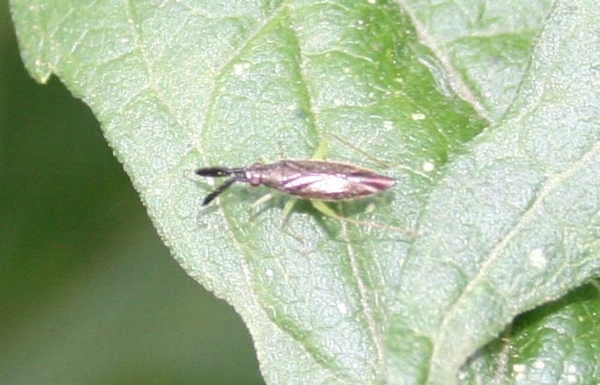 Heterotoma planicornis cf