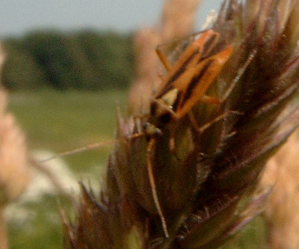 Stenotus binotatus male