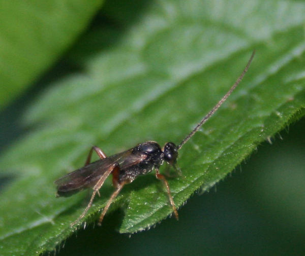 ichneumonidae