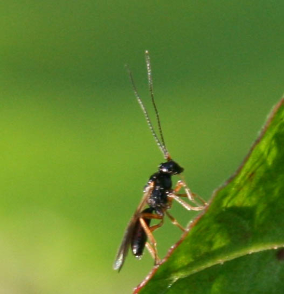braconidae