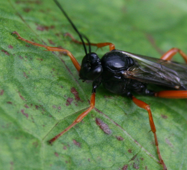 pimpla cf