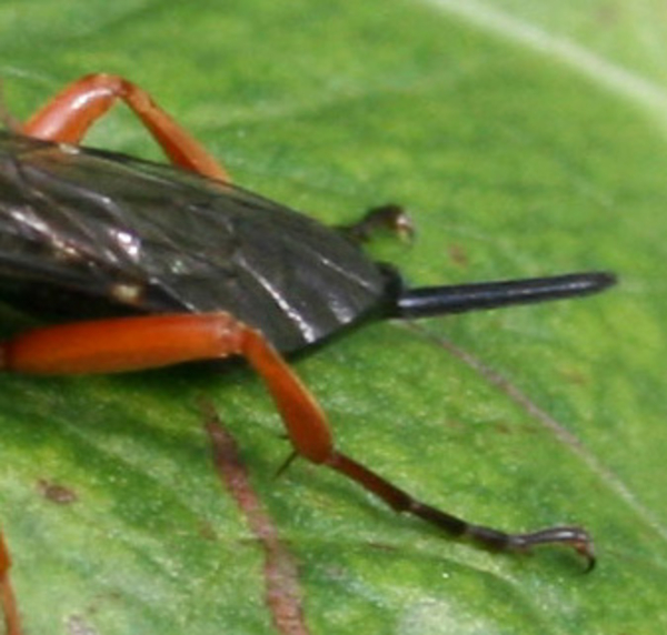 pimpla cf