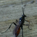 ichneumonidae