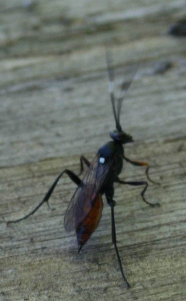 ichneumonidae