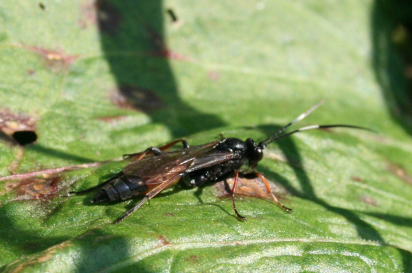 ichneumonidae