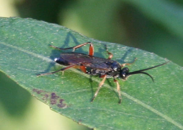 ichneumonidae