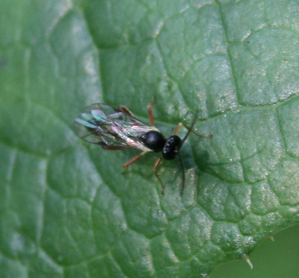 parasitica sluipwesp