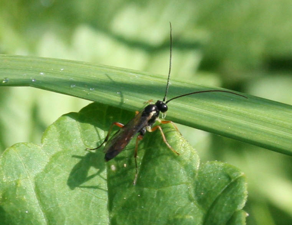 ichneumonidae