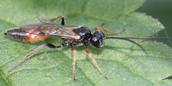 ichneumonidae