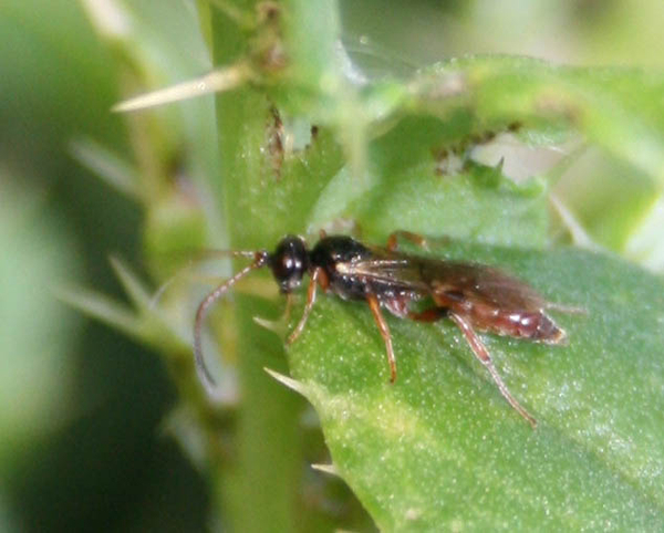 ichneumonidae