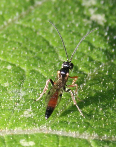 Ichneumonidae