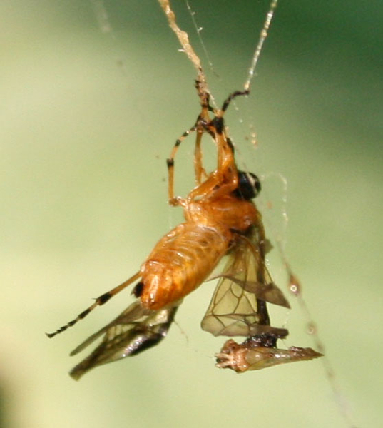 sluipwesp van spin uitgezogen