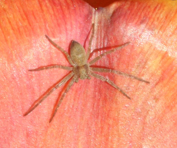 philodromus renspin