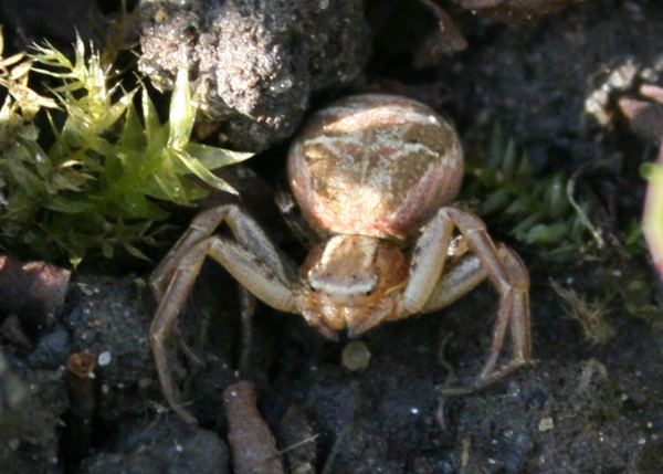 Xysticus cristatus