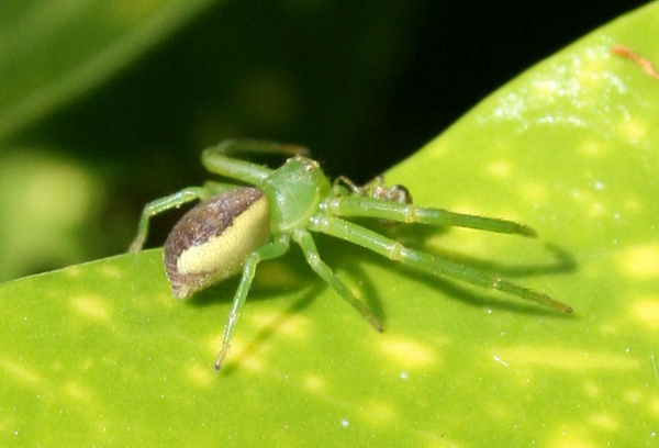 Diaea dorsata