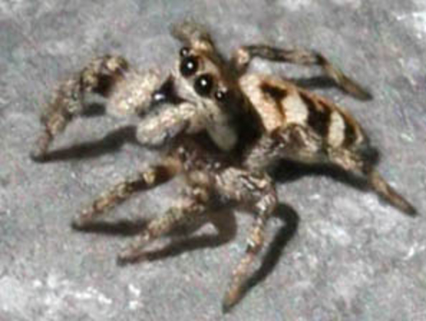 Salticus scenicus
