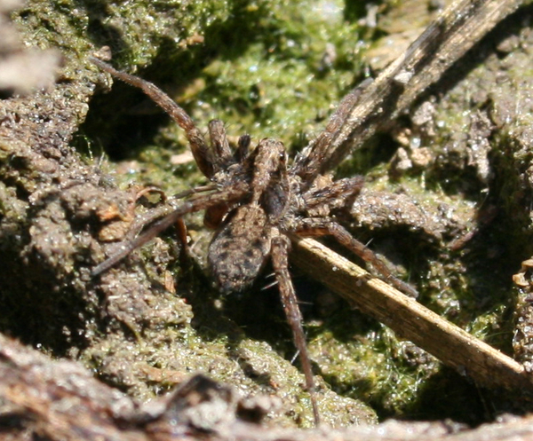 pardosa