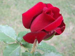 DSCF4740