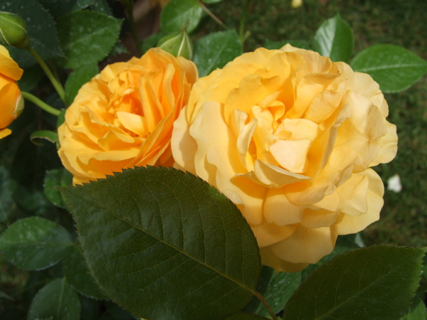 DSCF4741