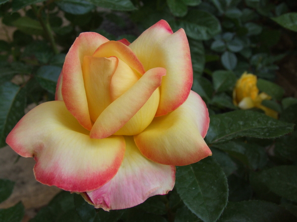 DSCF4748