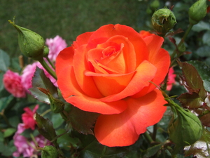 DSCF4738