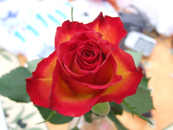 DSCF5138