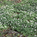 bos anemoon (4)