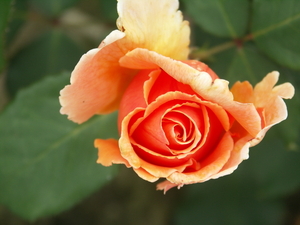 foto's Henk 040