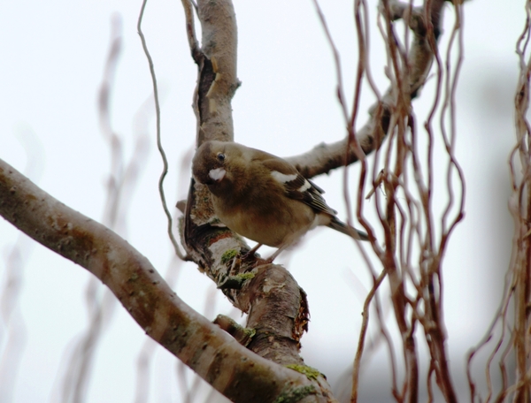 IMG_3693   VINK  ♀
