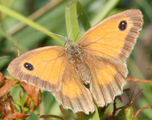 pyronia tithonus