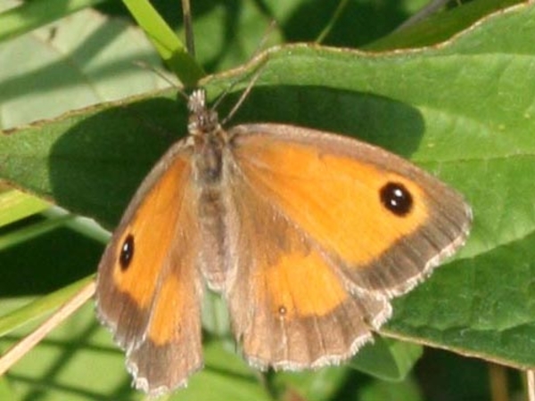 pyronia tithonus oranje zandoogje vrouwtje