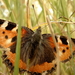 Aglais urticae
