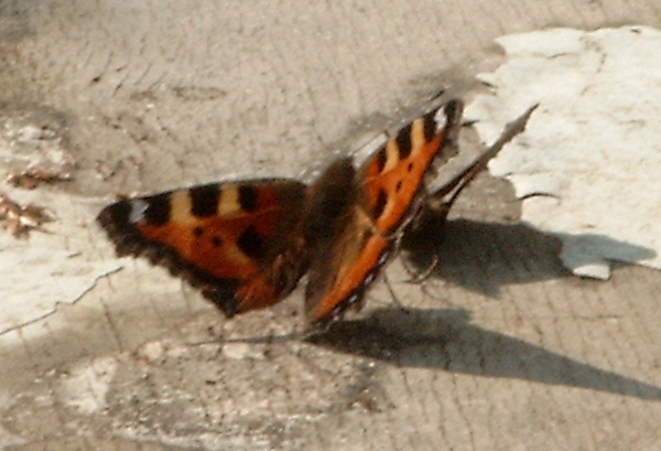 Aglais urticae