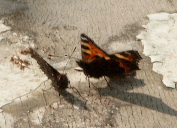 Aglais urticae