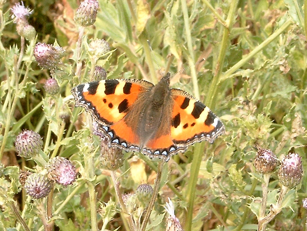 Aglais urticae