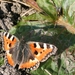 Aglais urticae