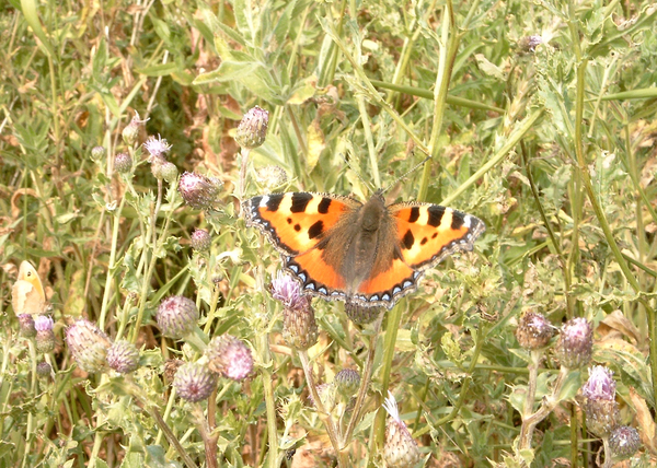Nymphalidae vlinders butterflies