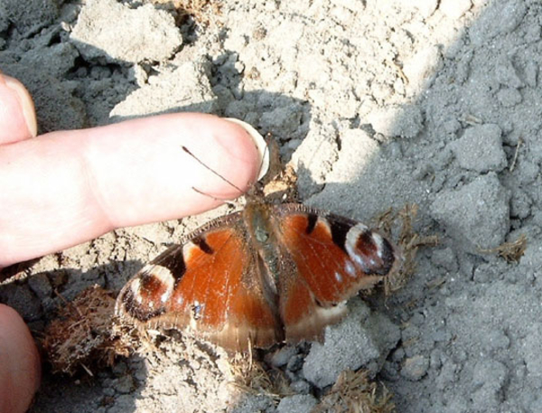 inachis io - daagpauwoog