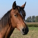 Jong Paard