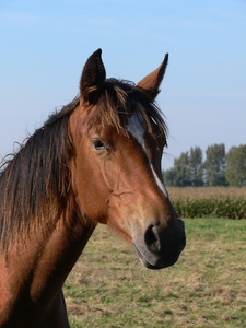 Jong Paard