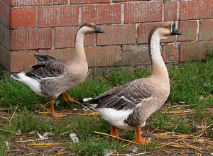Familie Gans