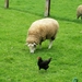 Schaap met kip