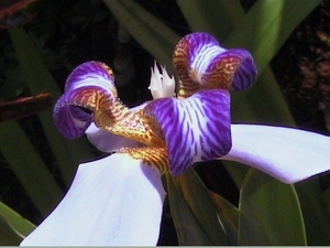 iris