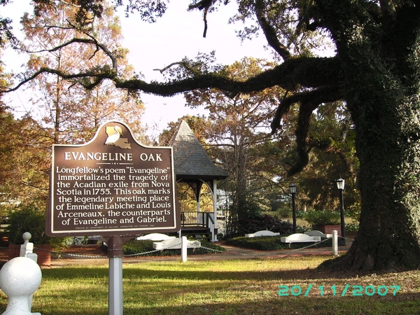 Evangeline oak