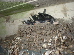 Nestvol met jonge boerenzwaluwen