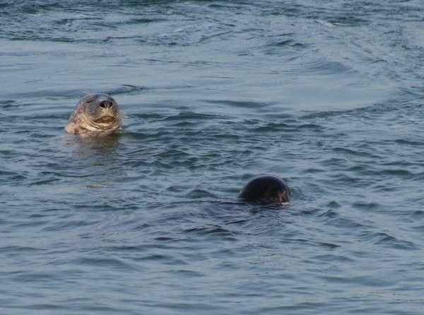 zeehond zee zeeland