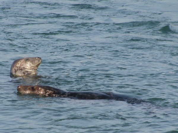 zeehond zee zeeland