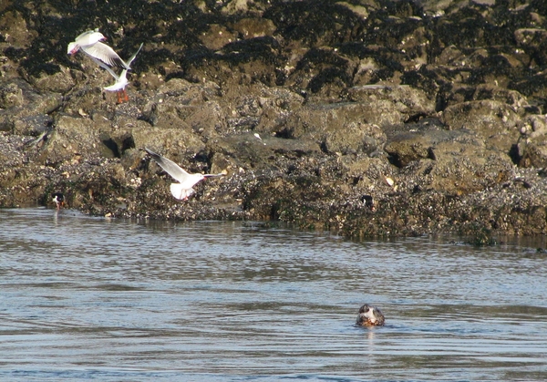 meeuw zeehond zeeland