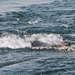 Splash