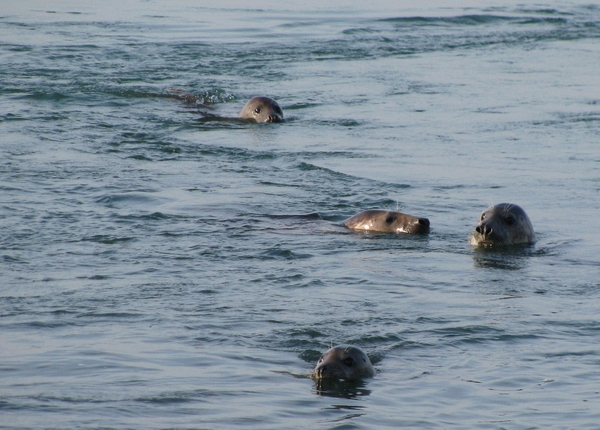 zeehond zee zeeland
